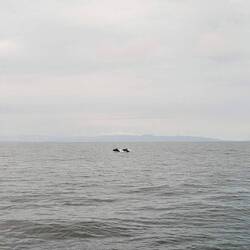 Dolphins visiting