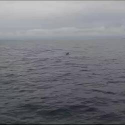 Albatross fly by