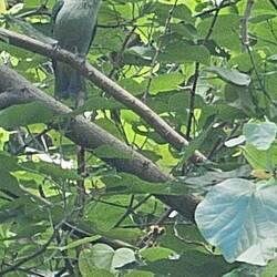 Eine große grau-grüne Fruchttaube, ausschließlich hier beheimatet.