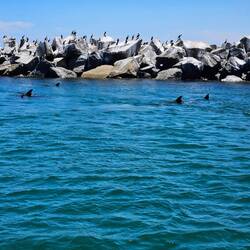 There were probably 20 dolphins around the boat