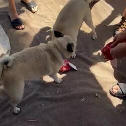 The dogs were excited about their presents
