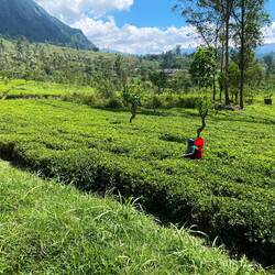 Teepflückerinnen bei der Arbeit. Circa 30 Kilo pro Tag