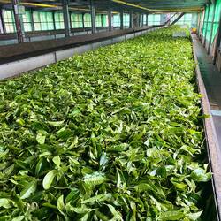 Teefabrik - ca. 6 Tonnen frische Teeblätter im ersten Trocknungsschritt