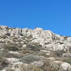 Wenn man genau hinschaut, entdeckt man einen Geier