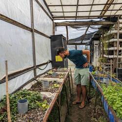 Begutachtung des Wachstums...