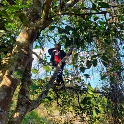 Mr Bick getting pomelo for us