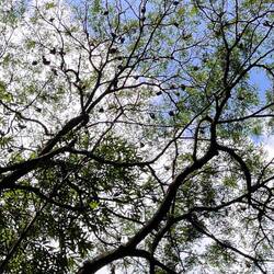Genau hinschauen, der ganze Baum voller Flughunde