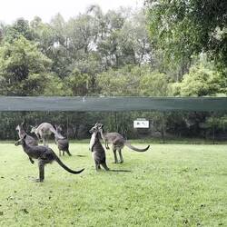 Australia Zoo
