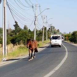 This horse did not give a fk