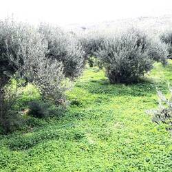 Teppich aus nickendem Sauerklee