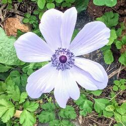 Anemone