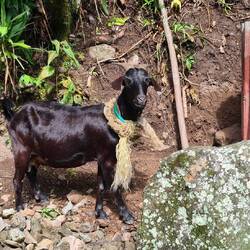 Ziegen gibt es immer - diese sogar elegant mit Schal