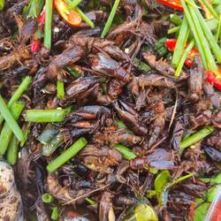 Heuschrecken in Knoblauch und Chili