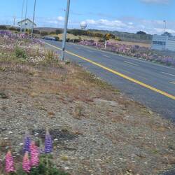 Lupine grows wild here, forefront left you can see better than the clusters further away.