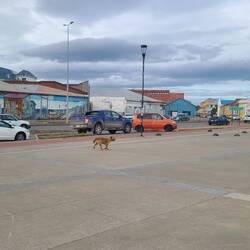 It's not an international trip if I don't see a dog on its own.