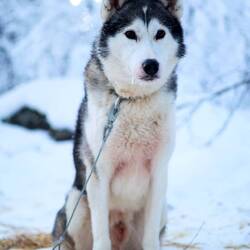 Split, der Hund eines Teamkollegens
