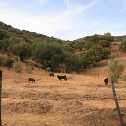 auf dem Weg zur Madinat Al-Zahra Ruinen