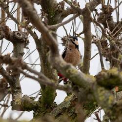 Ein Specht im Park 😍