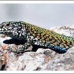 unser kleiner Zeltplatz-Freund