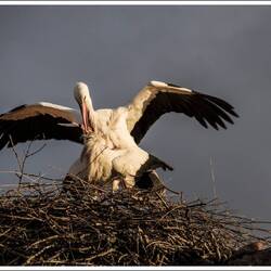 um unser Riad gab es die Stadtmauer, hier haben viele Störche ihre Neste und treiben es laut