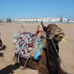 Meine Begleiterin hieß Chocolate (und hat mich in Bein beißen wollen)