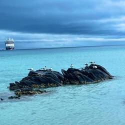 es sind keine Pinguine