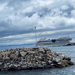 es sind Tölpel und keine Pinguine