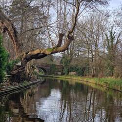 We loved how this tree arched over the canal