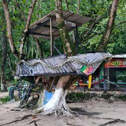 Winnifred Beach - Boot im Baum