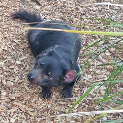 Der Tasmanische Teufel.