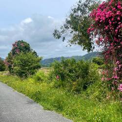 Cycled to the Rimu tree. The hedgerows had lots of these red climbing roses