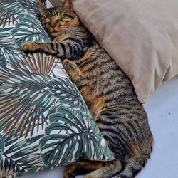 Trotz viel Koffein schlafen wir wie die Katze des Hauses tief und fest.