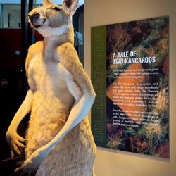 Grey kangaroo ... Museum of Geraldton — Geraldton, WA.