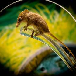 Honey Possum ... Museum of Geraldton — Geraldton, WA.