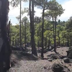 Man hört das Rauschen der Bäume nebst meinem etwas angestrengten Atmen 😆