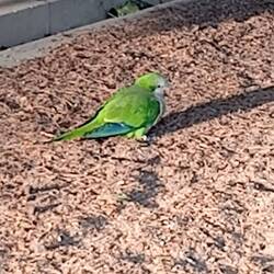 Einer von tausenden Mönchsittichen in und um Barcelona.