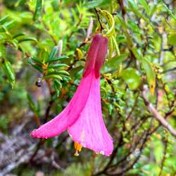 Das ist die chilenische Glockenblume. Sie ist gleichzeitig die Nationalblume & wird Copihue genannt.