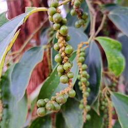 Heranwachsender Pfeffer