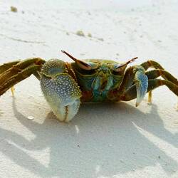 Indopazifische Reiterkrabbe