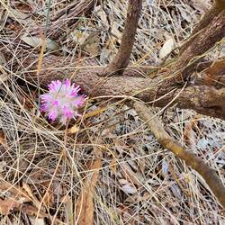 Beautiful native flora left over from spring
