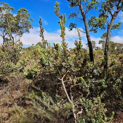 A type of Hakea bush native to WA
