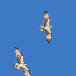 Peregrine Falcons — Rottnest Island, WA.