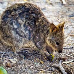 Another quokka — Rottnest Island, WA.