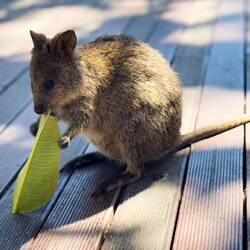 Another quokka — Rottnest Island, WA.