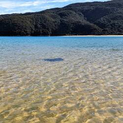 Big stingray coming to say g'day
