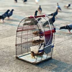 Lieber dr Spatz im Chefig aus d'Tube ufem Platz... oder so 😅