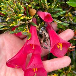 Chilenische Glockenblume