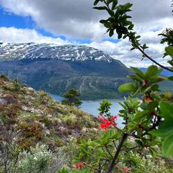 Chilenischer Feuerbusch in Vordergrund (in rot 🔥)