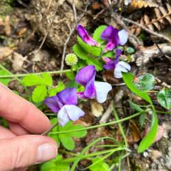 Lathyrus laxiflorus, Fabaceae