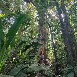 Und an unglaublich hohen Bäumen